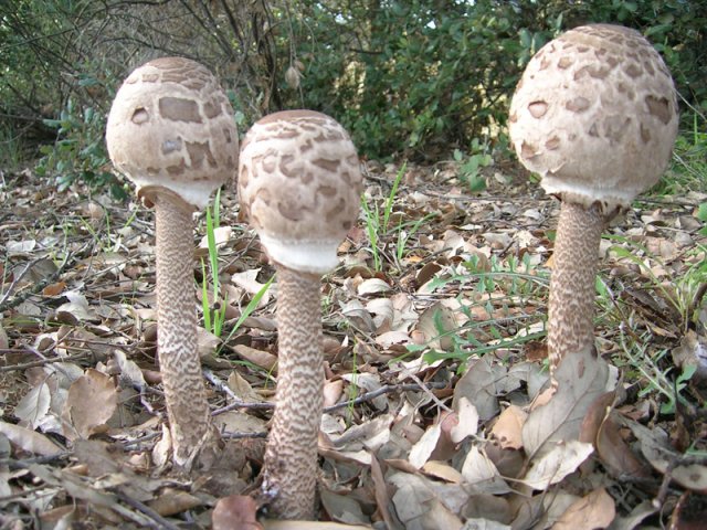 Macrolepiota procera